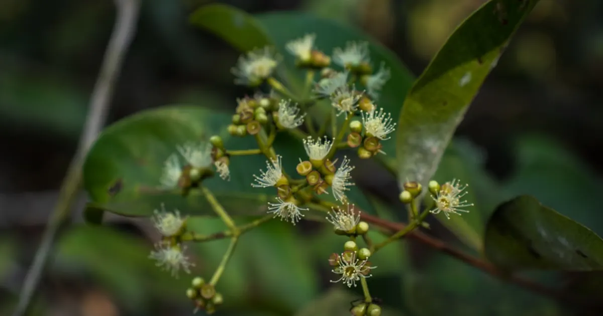 Ashwagandha-rot från ayurvedisk tradition