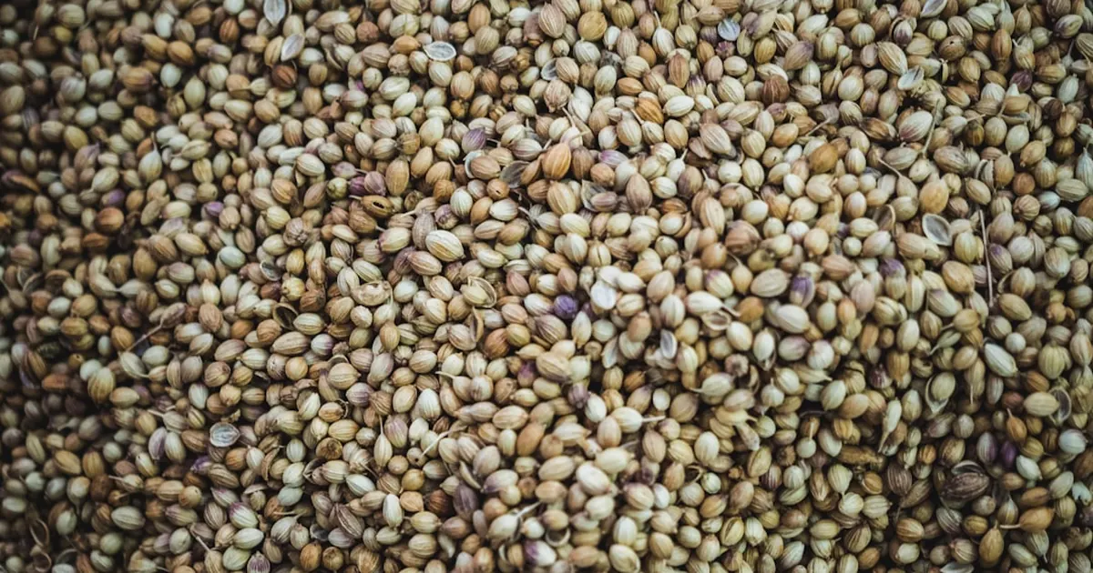 Bockhornsklöver-frön (fenugreek)