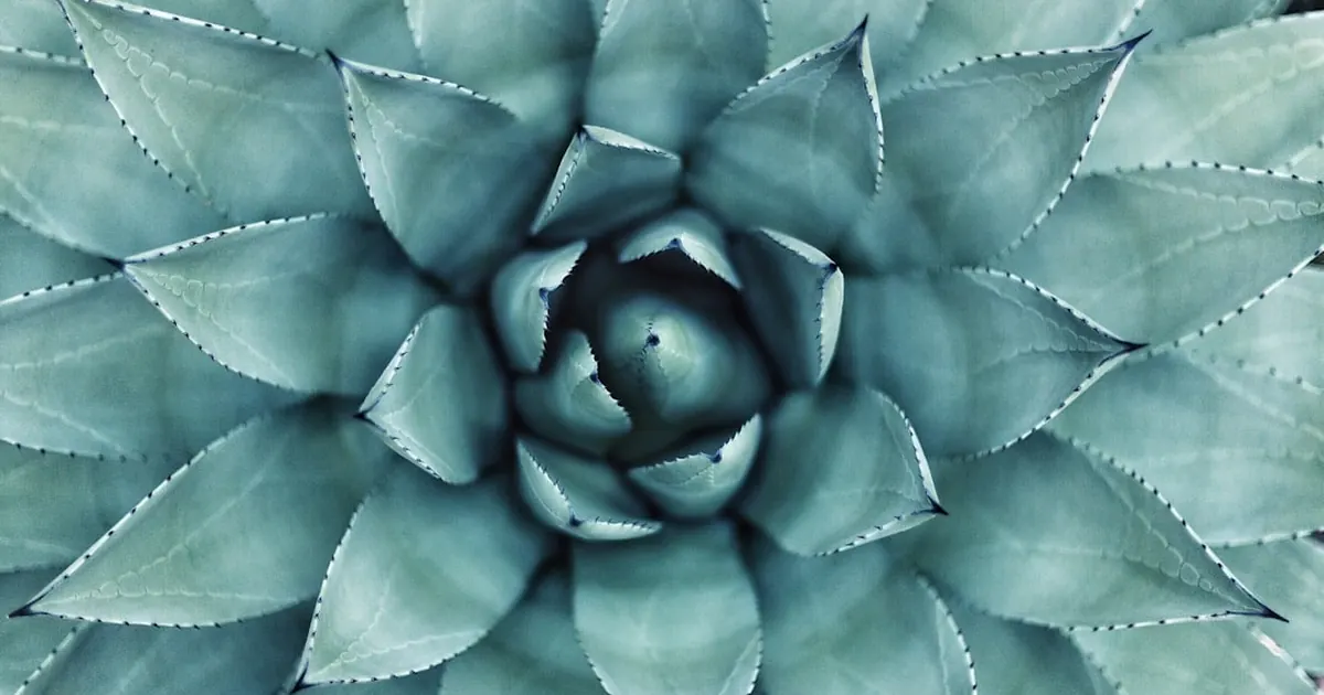 Tribulus terrestris (tiggarnöt)